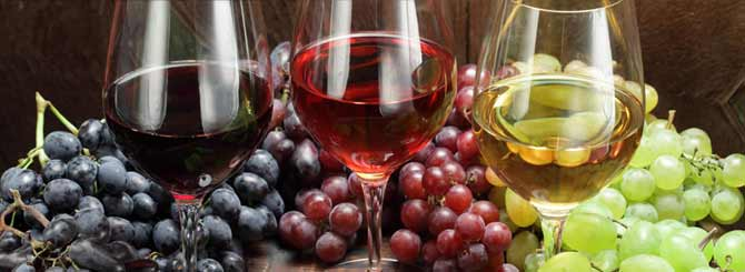 The most widespread wine grapes